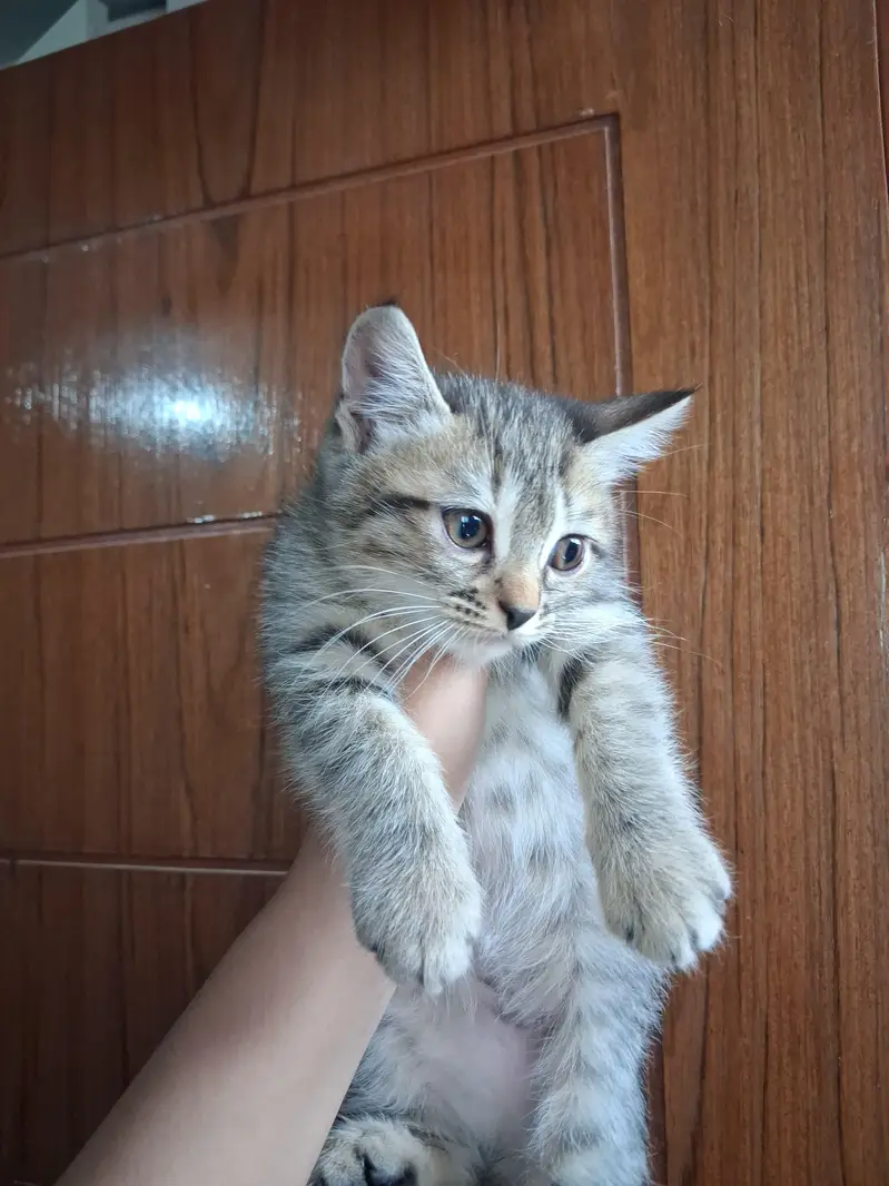 2 month Persian kitten — photo 5