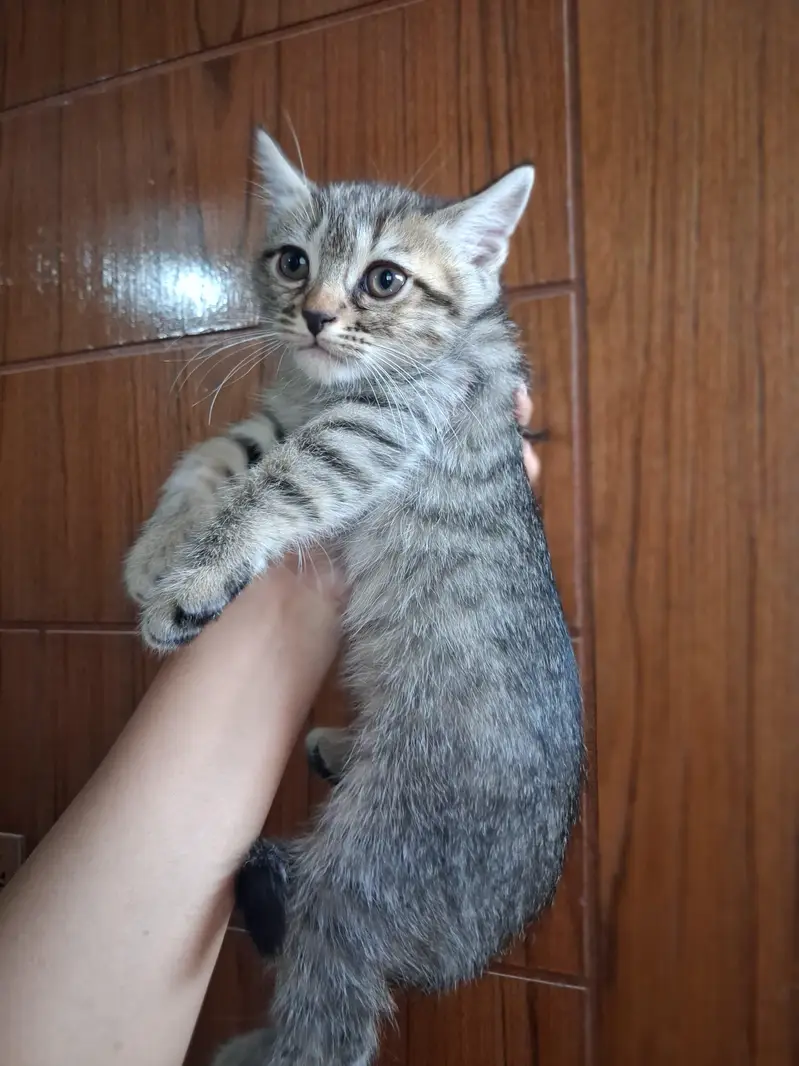 2 month Persian kitten — photo 6
