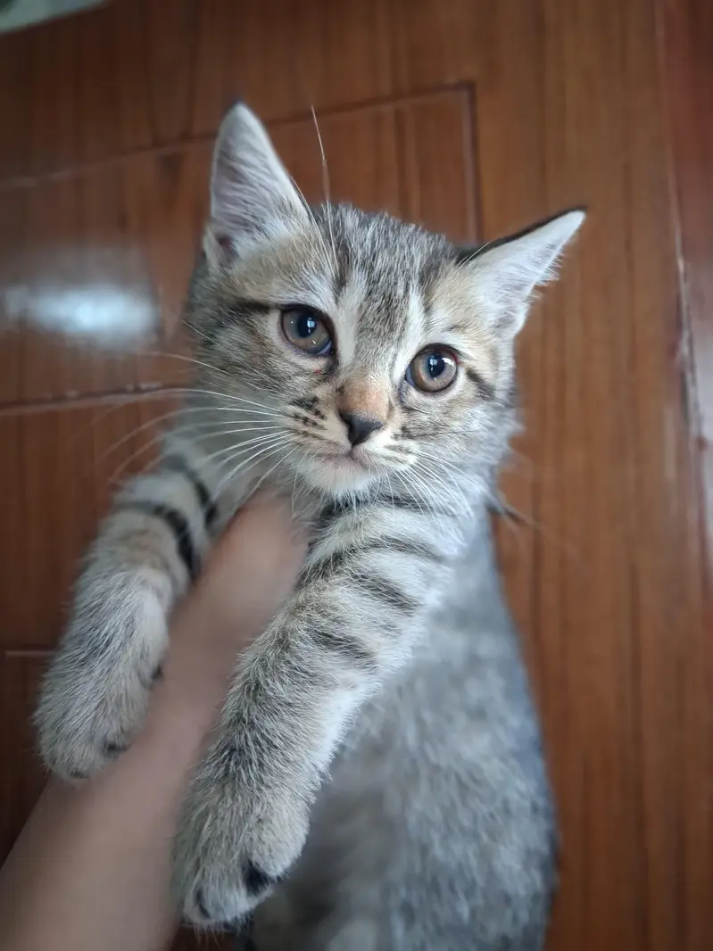 2 month Persian kitten — photo 7