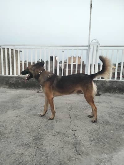 Alsatian breed