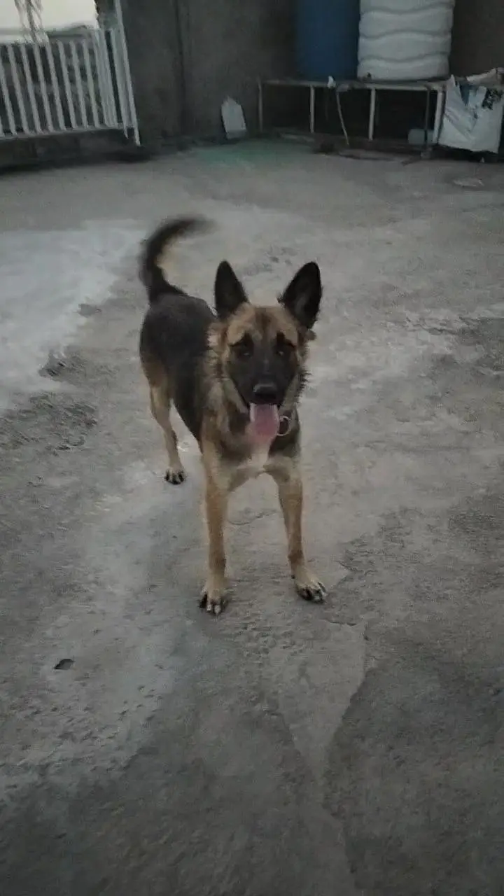 Alsatian breed — photo 2