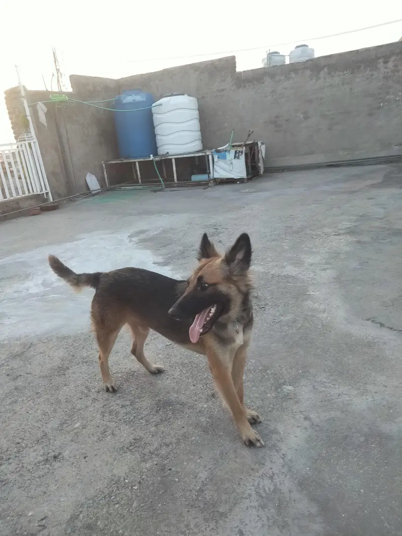 Alsatian breed — photo 3