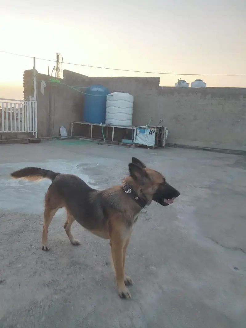 Alsatian breed — photo 4