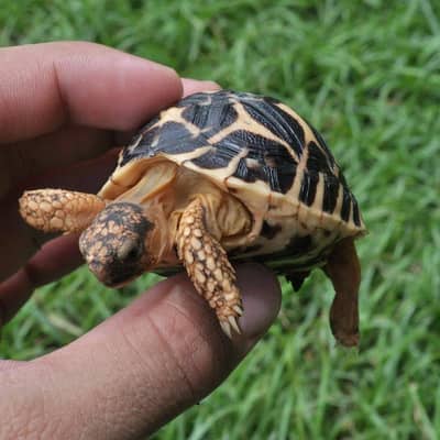 turtles healthy and active 03268301979