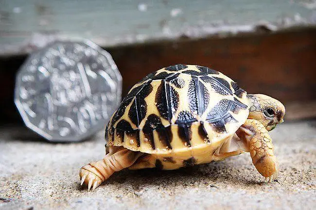 turtles healthy and active 03268301979 — photo 2