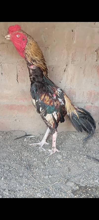 aseel murga yang patha