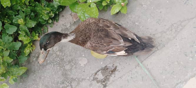 Premium Quality Male Breeder (2 Years Old) – 100% Healthy