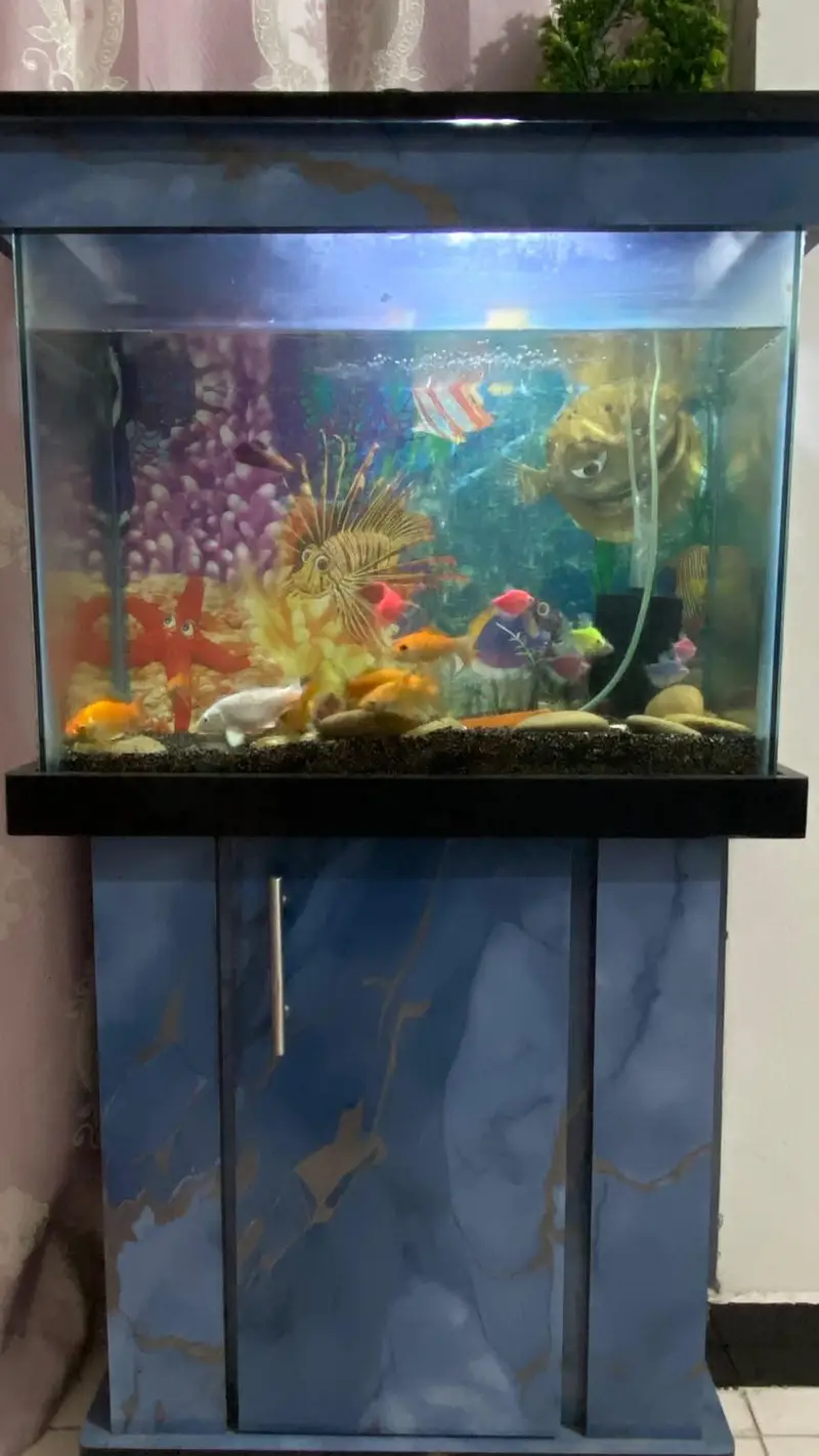 aquarium with accessories and fishes — photo 3