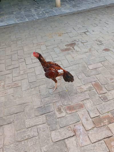 mughra for sale location rawat