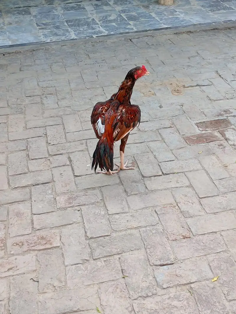 mughra for sale location rawat — photo 2