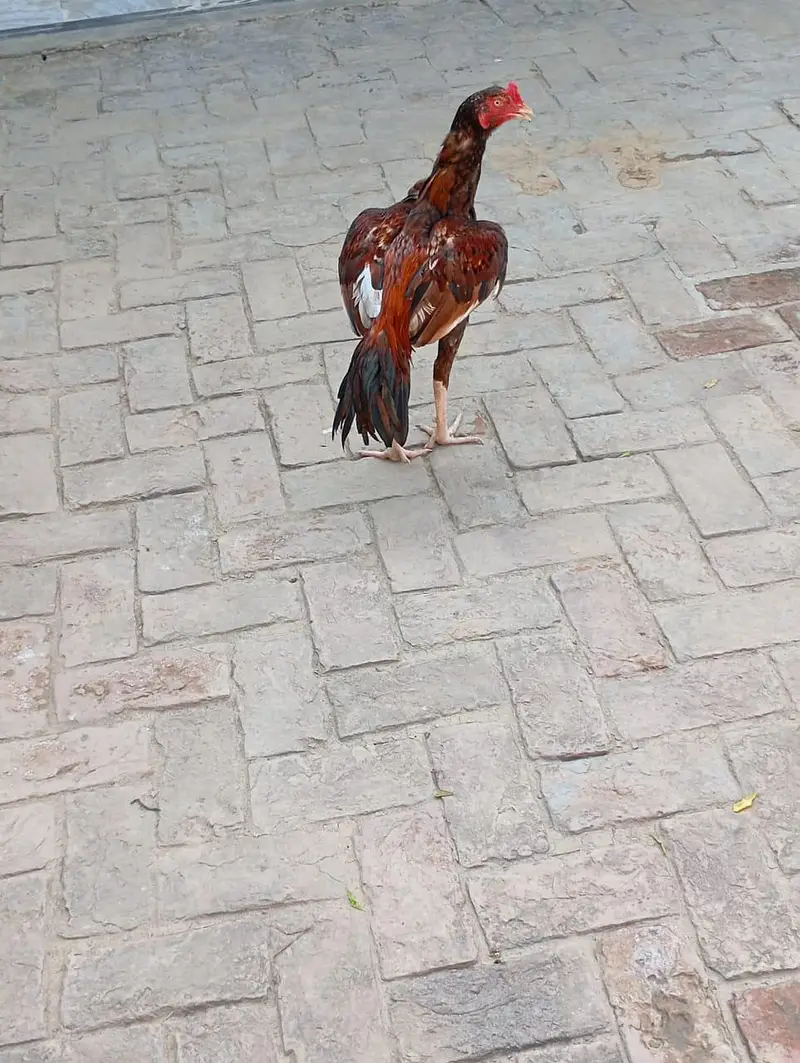 mughra for sale location rawat — photo 3