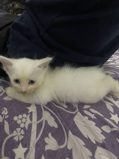 Playful beautiful kitten