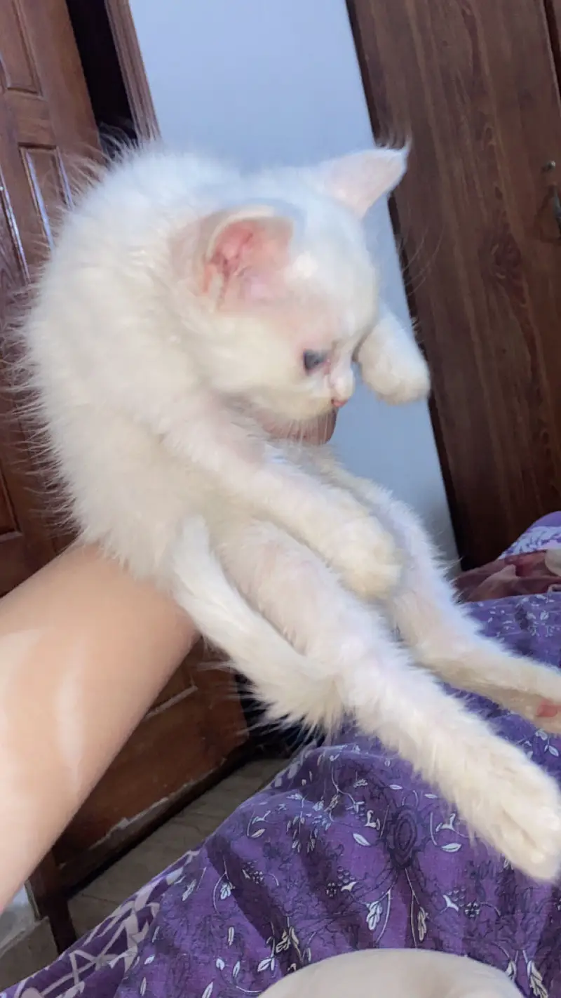 Playful beautiful kitten — photo 2
