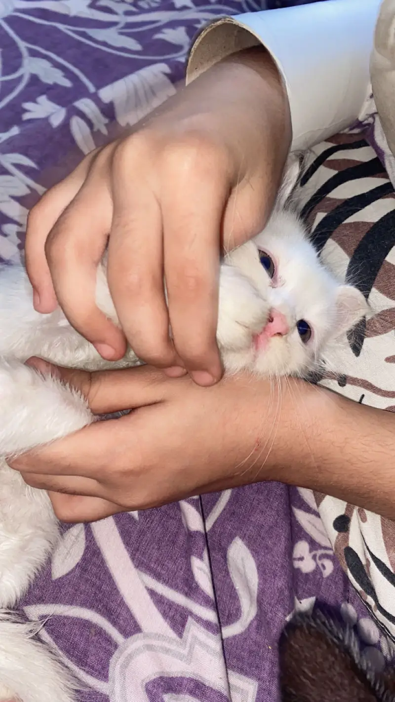 Playful beautiful kitten — photo 3