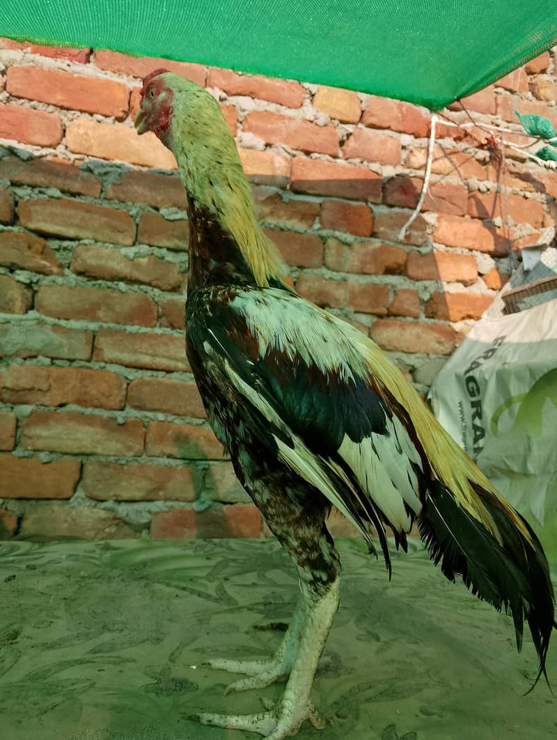 java murga 0