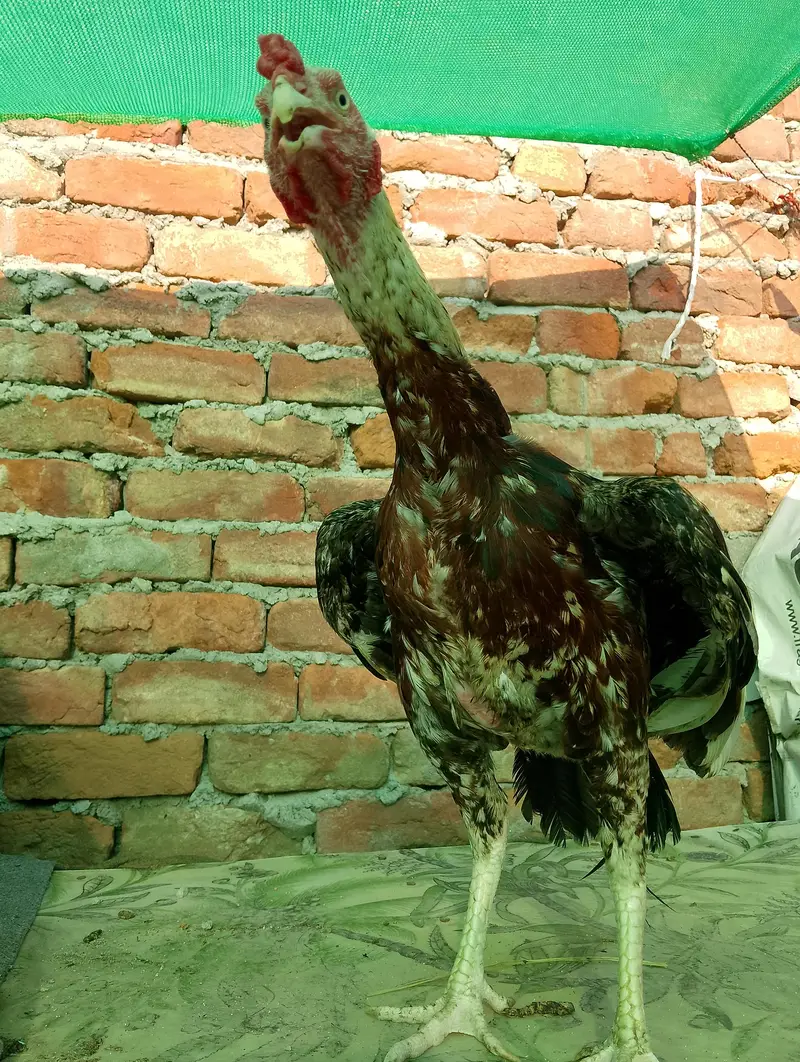 java murga — photo 2