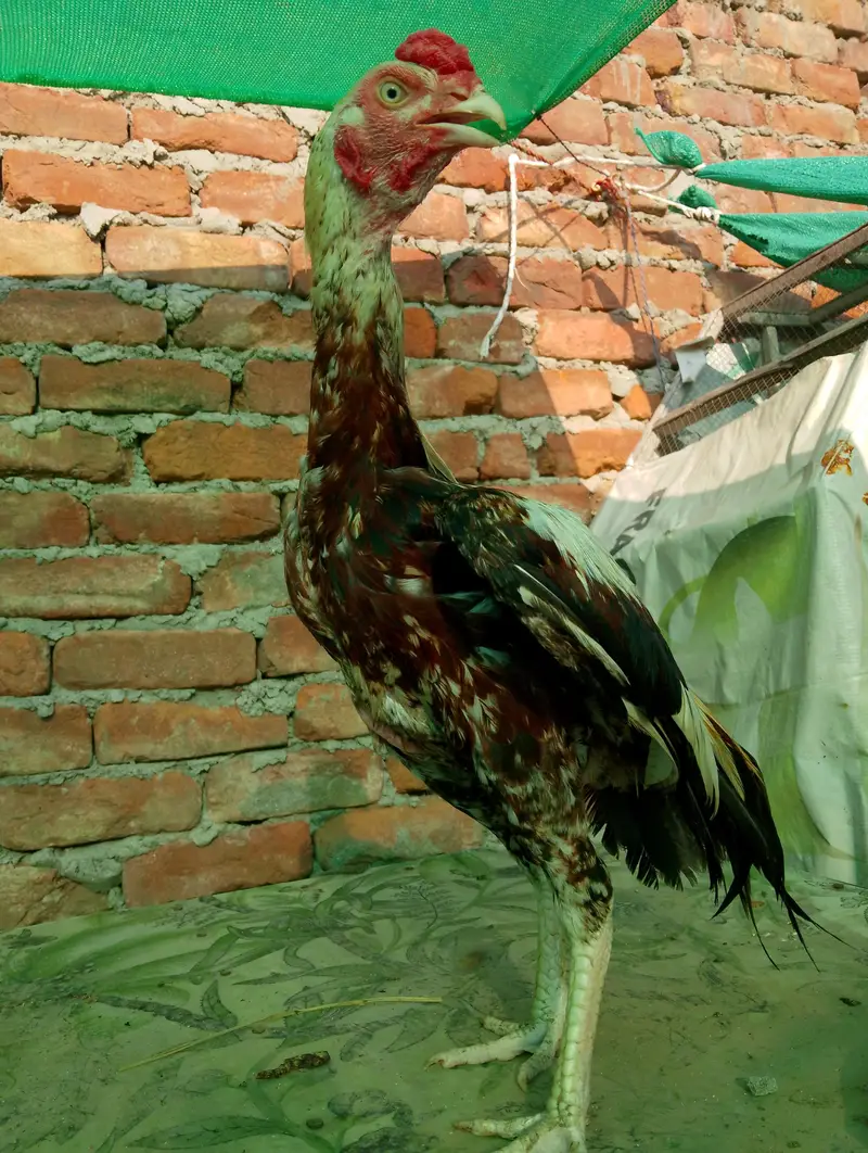 java murga — photo 3