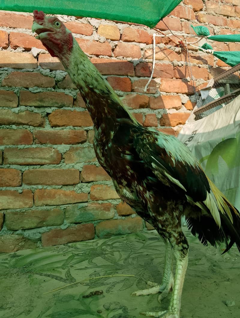 java murga 3