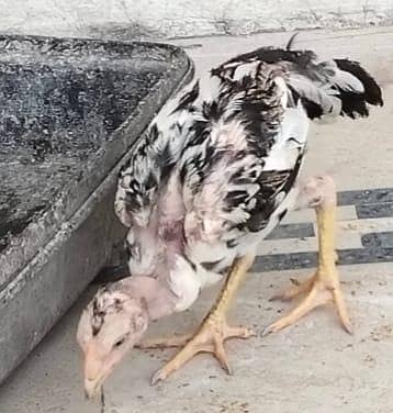 Aseel cooza for sale Achi quality