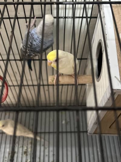 Full white red eye budgie parrot