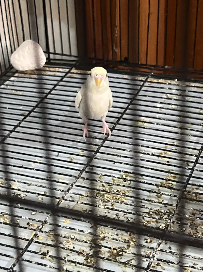 Full white red eye budgie parrot — photo 2