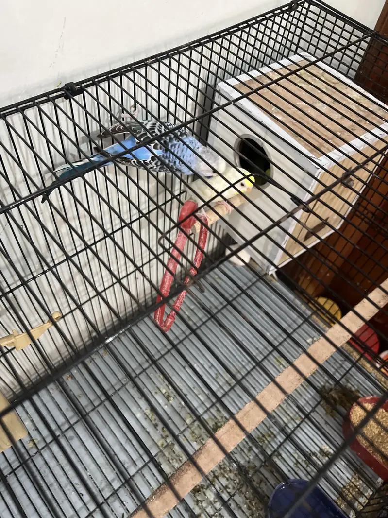 Full white red eye budgie parrot — photo 3