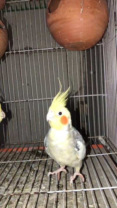 cockatiel parrot pair  for sale
