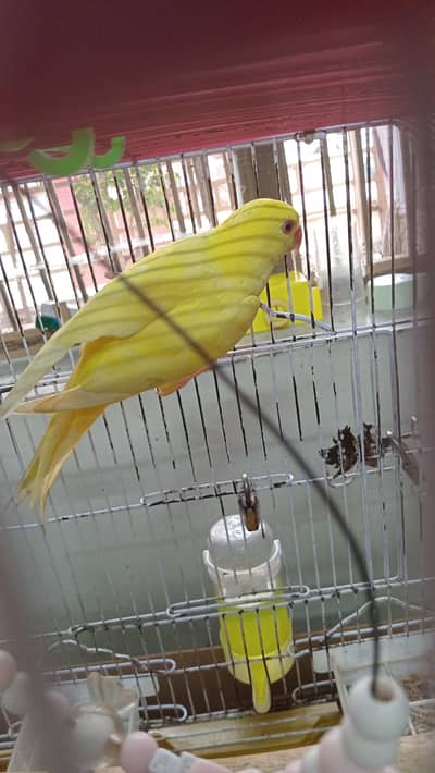 parrot female