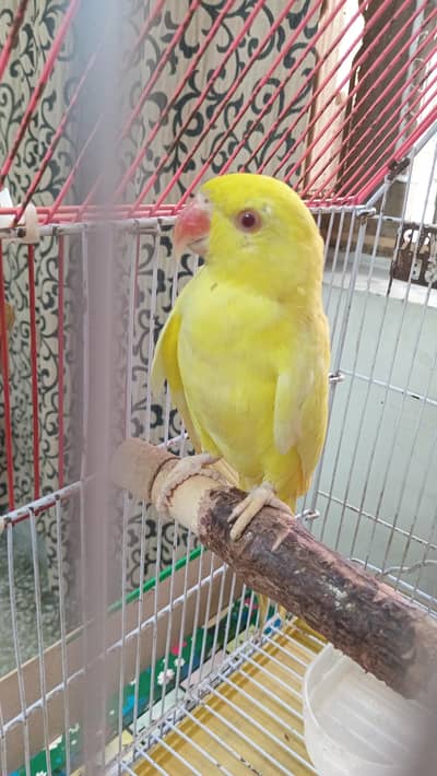 parrot female