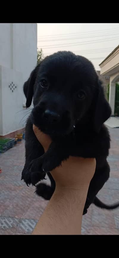 Labrador puppy