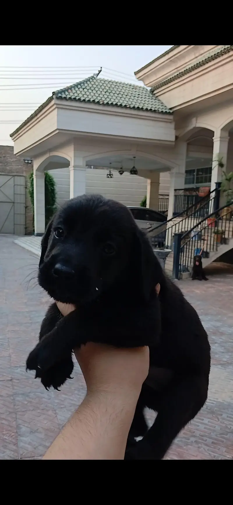 Labrador puppy — photo 2