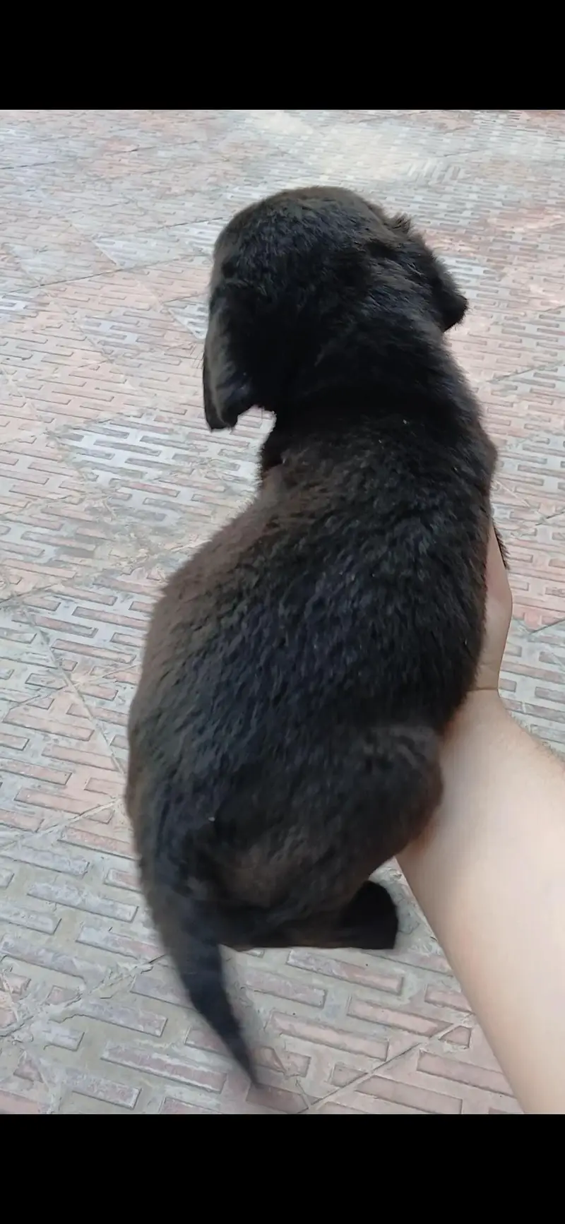 Labrador puppy — photo 3