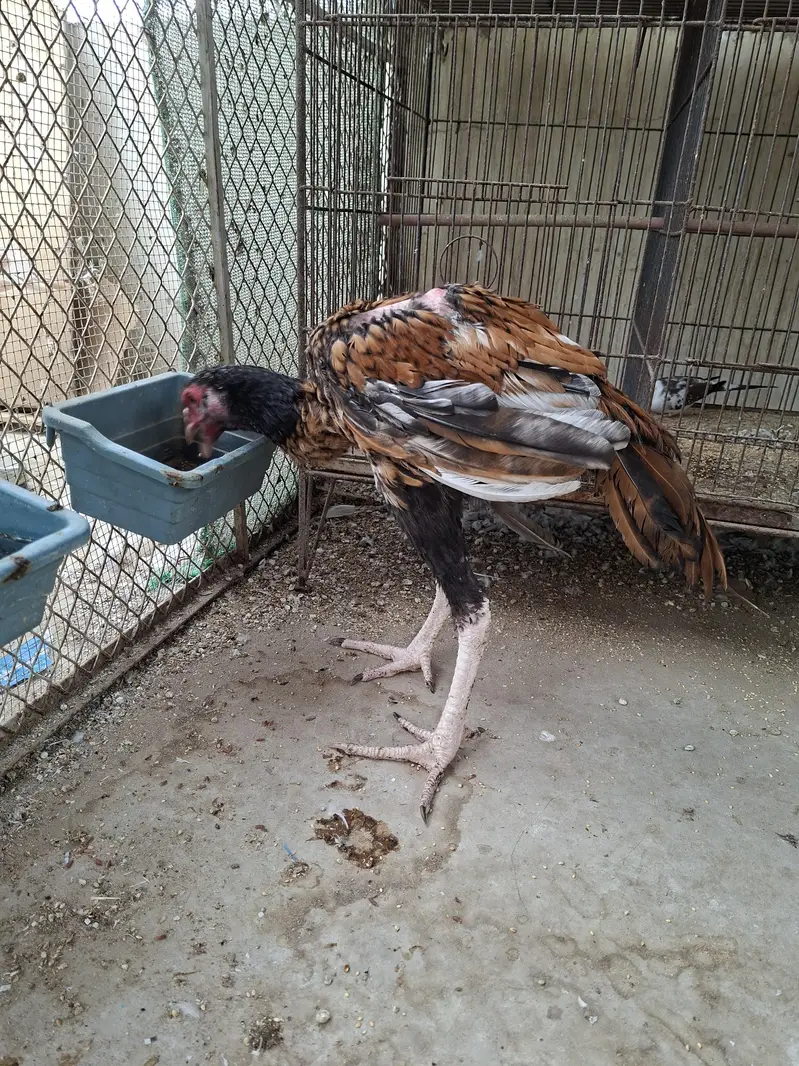 Aseel shajra patha — photo 2