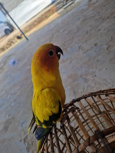 Sun conure