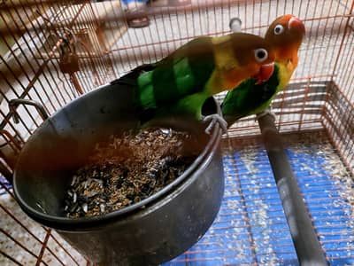 Lovebirds - Pair Parakeet Parrots Home Pet Lays Eggs