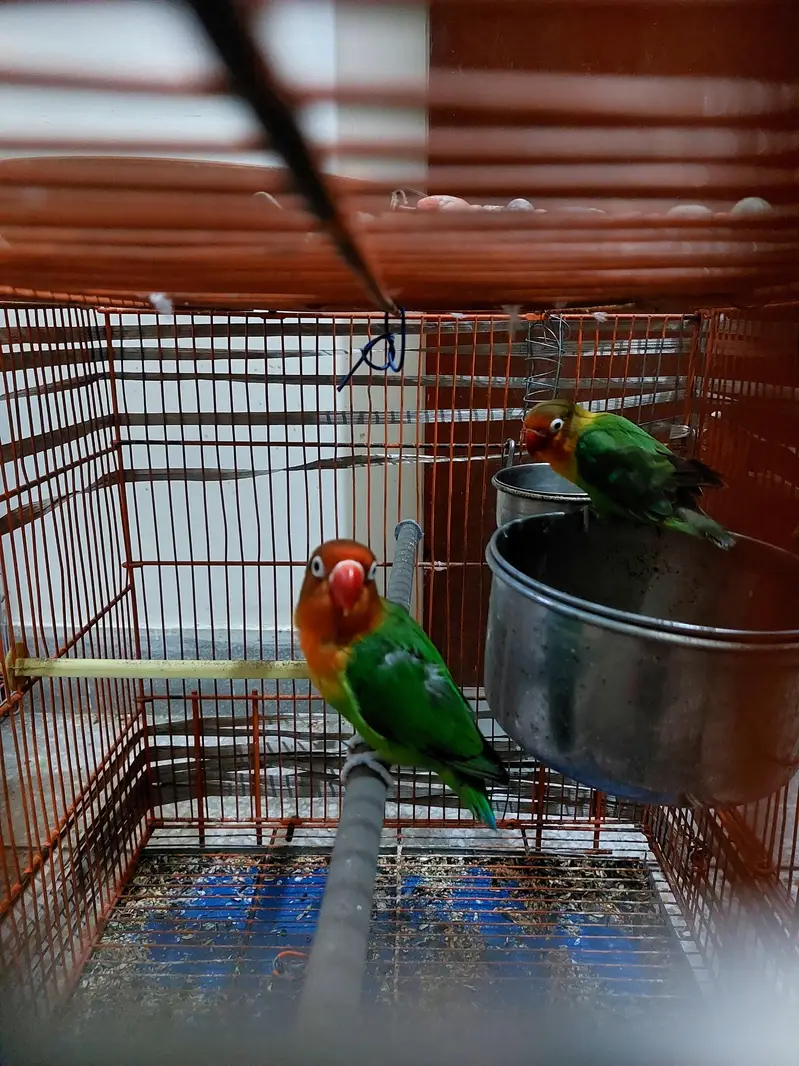 Lovebirds - Pair Parakeet Parrots Home Pet Lays Eggs — photo 2