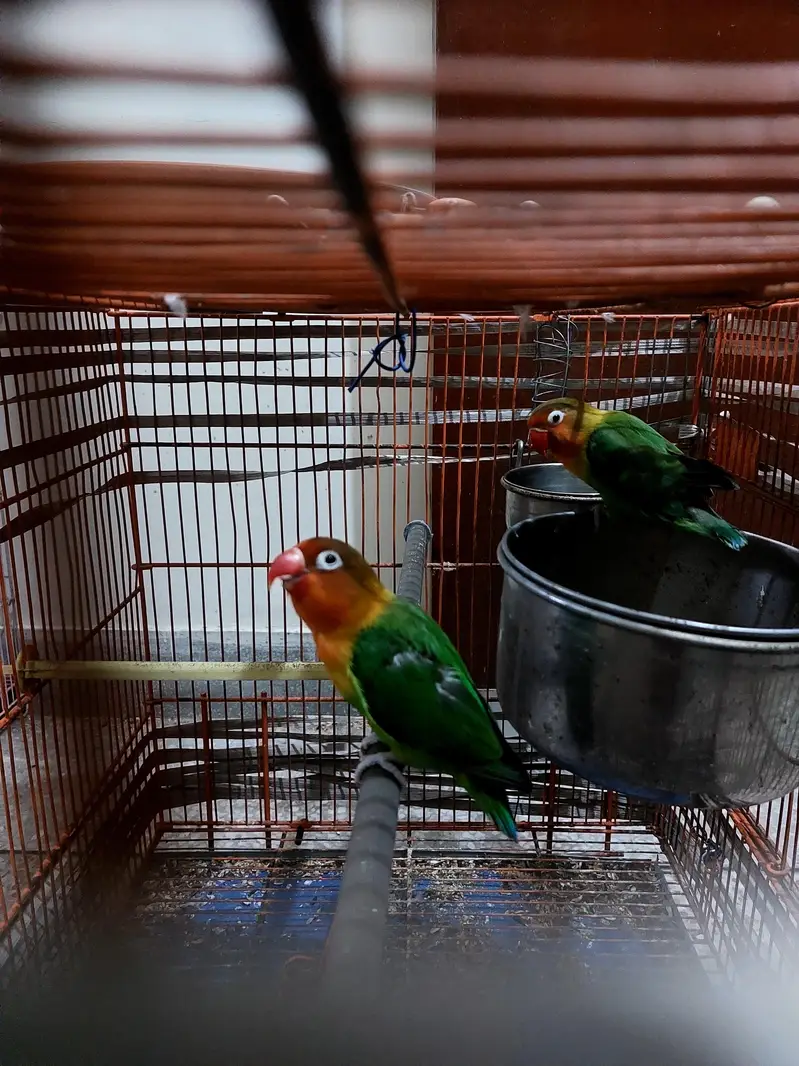 Lovebirds - Pair Parakeet Parrots Home Pet Lays Eggs — photo 3