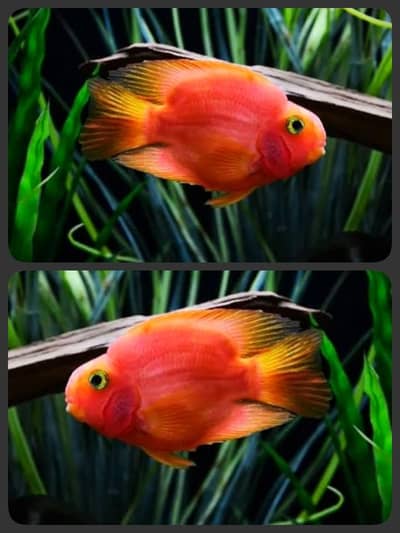 blood parrot & yellow parrot