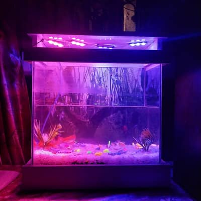 Complete Aquarium Setup for Sale Includes 10 Fishes