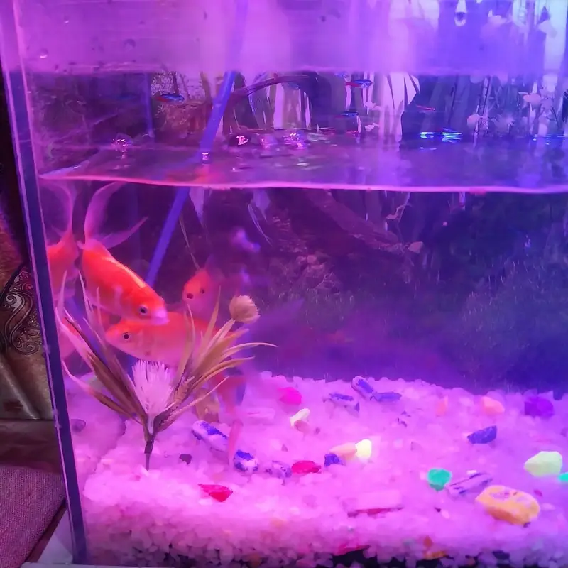 Complete Aquarium Setup for Sale Includes 10 Fishes — photo 2