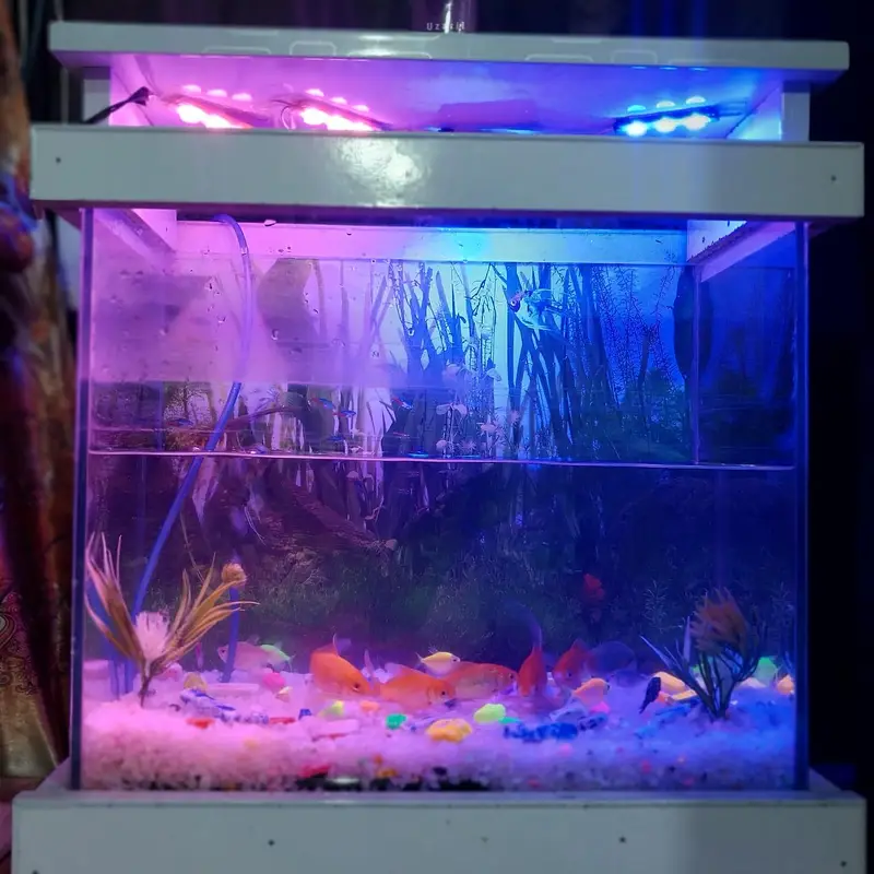 Complete Aquarium Setup for Sale Includes 10 Fishes — photo 3