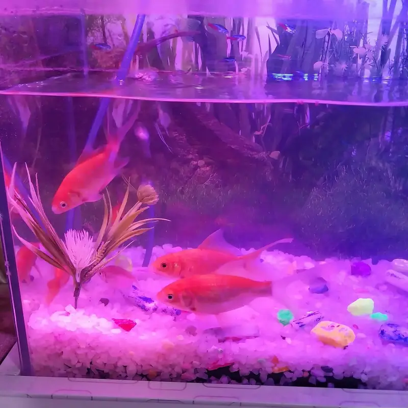 Complete Aquarium Setup for Sale Includes 10 Fishes — photo 4