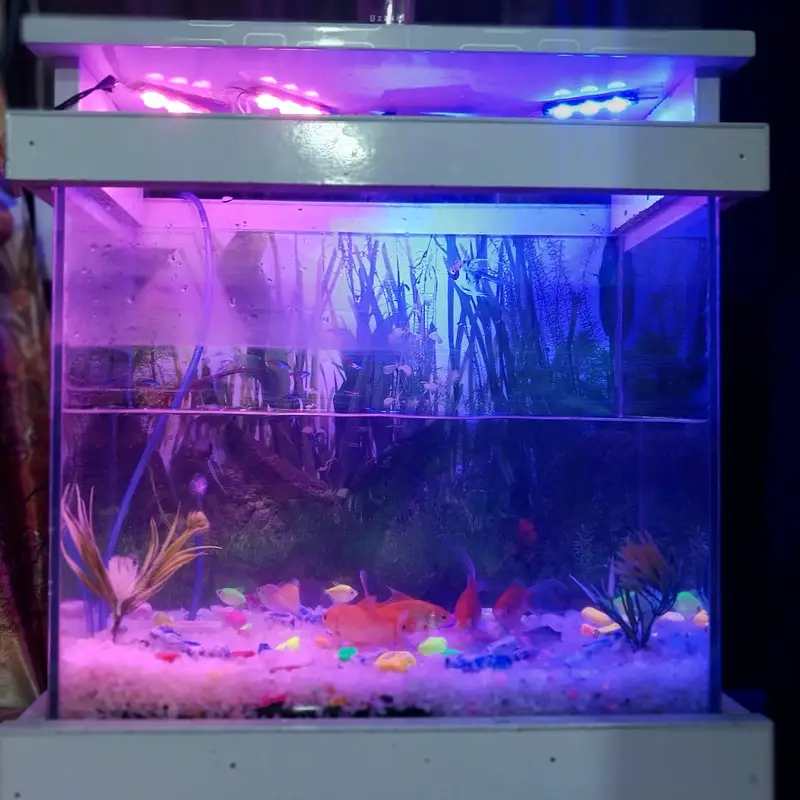 Complete Aquarium Setup for Sale Includes 10 Fishes — photo 6
