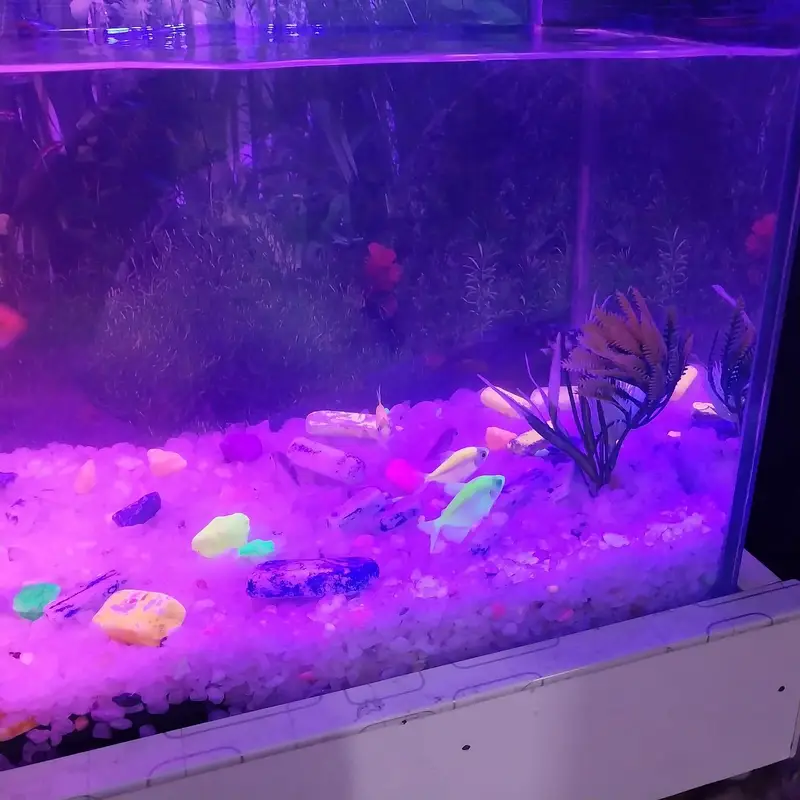 Complete Aquarium Setup for Sale Includes 10 Fishes — photo 8