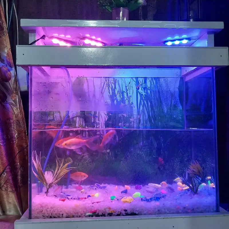 Complete Aquarium Setup for Sale Includes 10 Fishes — photo 9