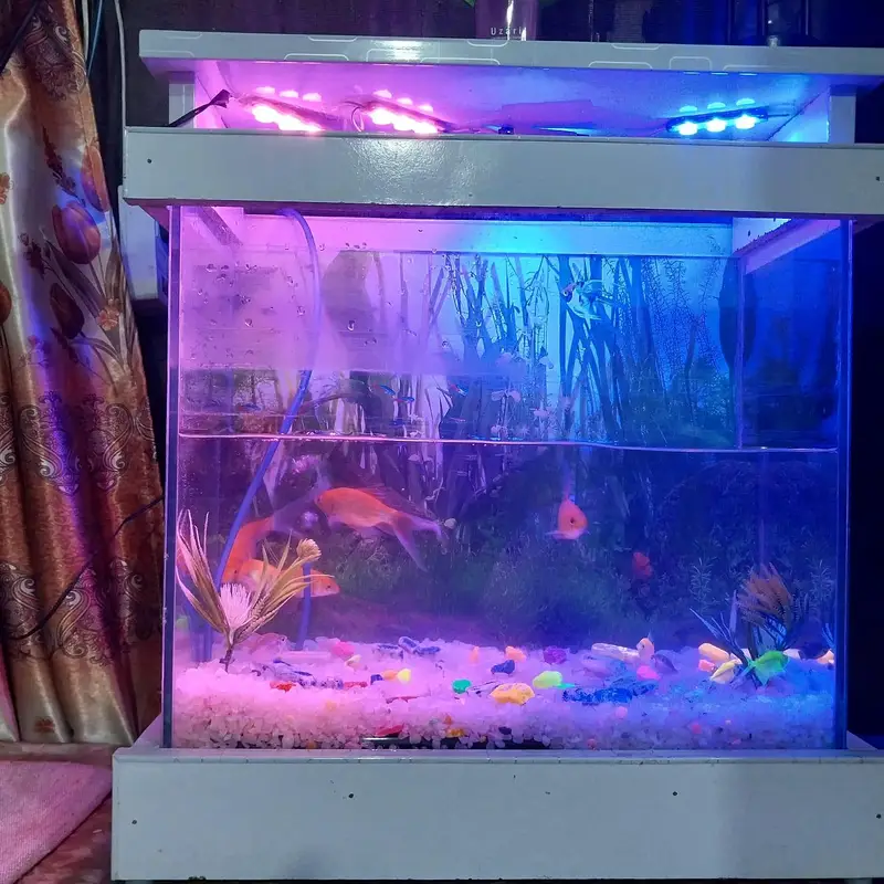 Complete Aquarium Setup for Sale Includes 10 Fishes — photo 10
