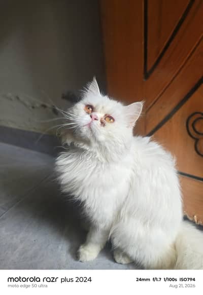 High Quality Punch Face Persian Male Cat