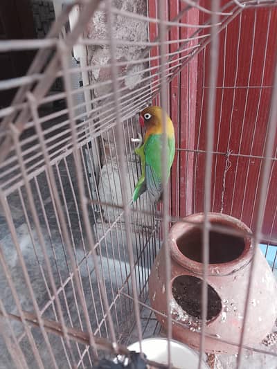 colorful lovebird