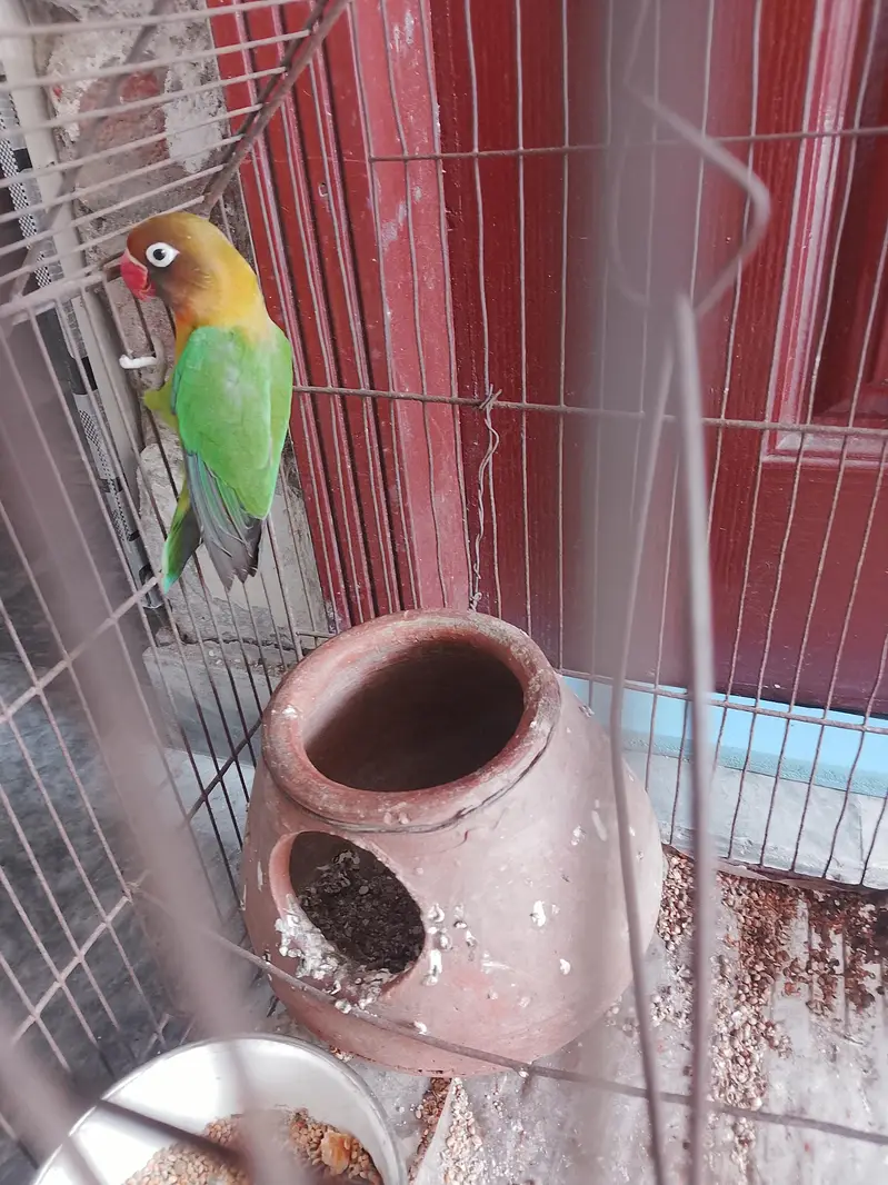 colorful lovebird — photo 2