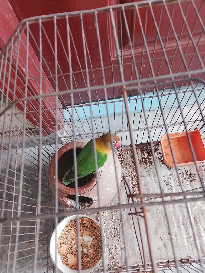 colorful lovebird — photo 3